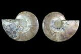 Sliced Ammonite Fossil - Agatized #124987-1